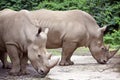 White Rhinos Royalty Free Stock Photo