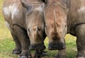 White Rhinos Royalty Free Stock Photo