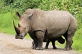 White Rhinos Royalty Free Stock Photo