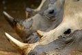 White Rhinos Royalty Free Stock Photo