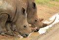 White Rhinos Drinking Royalty Free Stock Photo