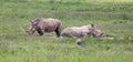 White rhinos in kenya game park Royalty Free Stock Photo
