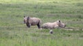 White rhinos in kenya game park Royalty Free Stock Photo