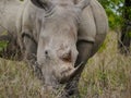 White rhinos grazing in Kruger Nationalpark Royalty Free Stock Photo