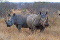 White Rhinos Grazing Royalty Free Stock Photo