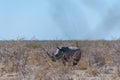 White Rhinos Grazing on the plains of Etosha National Park Royalty Free Stock Photo