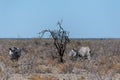 White Rhinos Grazing on the plains of Etosha National Park Royalty Free Stock Photo