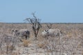 White Rhinos Grazing on the plains of Etosha National Park Royalty Free Stock Photo