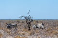 White Rhinos Grazing on the plains of Etosha National Park Royalty Free Stock Photo