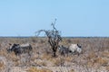 White Rhinos Grazing on the plains of Etosha National Park Royalty Free Stock Photo