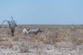 White Rhinos Grazing on the plains of Etosha National Park Royalty Free Stock Photo