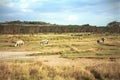 White rhinos, Lake Nakuru National Park, Kenya Royalty Free Stock Photo