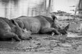 White rhinos laying by the water Royalty Free Stock Photo