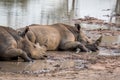 White rhinos laying by the water Royalty Free Stock Photo