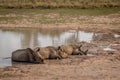 White rhinos laying by the water Royalty Free Stock Photo