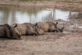 White rhinos laying by the water Royalty Free Stock Photo