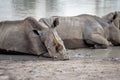 White rhinos laying by the water Royalty Free Stock Photo