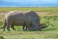 White rhinos Royalty Free Stock Photo