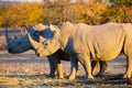 White rhinos in safari park Royalty Free Stock Photo