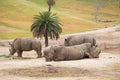 White Rhinos at Safari Park Royalty Free Stock Photo
