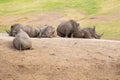 White Rhinos at Safari Park Royalty Free Stock Photo