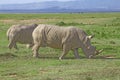 White rhinos in savannah Royalty Free Stock Photo