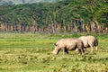 White rhinos in savannah Royalty Free Stock Photo