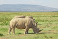 White rhinos in savannah Royalty Free Stock Photo