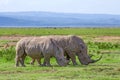 White rhinos in savannah Royalty Free Stock Photo