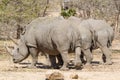 White Rhinos Three from Behind