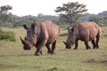 White Rhinos Walking DJE