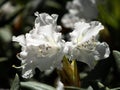 White rhododendron