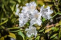 White Rhododendron  babites baltais Royalty Free Stock Photo