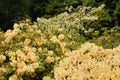 White Rhododendron