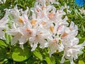 White Rhododendron blooming plant