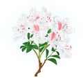 White rhododendron branch mountain shrub spring background vintage vector illustration editable