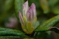 White Rhododendron Buds Royalty Free Stock Photo