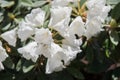White rhododendron flower Royalty Free Stock Photo