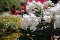 White rhododendron flower Royalty Free Stock Photo
