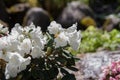 White rhododendron flower Royalty Free Stock Photo