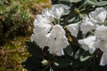 White rhododendron flower Royalty Free Stock Photo