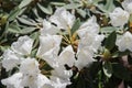 White rhododendron flower Royalty Free Stock Photo