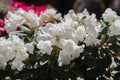 White rhododendron flower Royalty Free Stock Photo