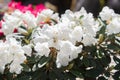 White rhododendron flower Royalty Free Stock Photo