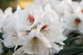 White rhododendron flower in bloom macro Royalty Free Stock Photo