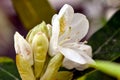 White Rhododendron Flower with Buds Royalty Free Stock Photo