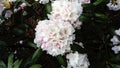 White rhododendron flower close up with light rose  shade on the dark background. In spring. Royalty Free Stock Photo