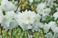A white rhododendron flower in the spring. Royalty Free Stock Photo