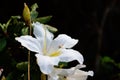 White Rhododendron Flowers