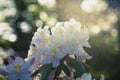 White rhododendron flowers blooming in the late afternoon sun Royalty Free Stock Photo